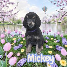 Mickey - Phantom male Poodle puppy in Port Orange, Florida from Daytona’s Standard Poodles