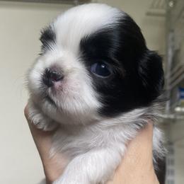 Tinkerbell - Brindle and white female Shih Tzu puppy in Jasper, Georgia from Tiny Bubbles Shih Tzus