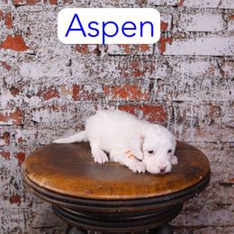 Aspen - Parti male Goldendoodle puppy in Calhoun, Georgia from Happy Top Doodles