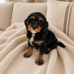 Snoopy - Black and tan male Cavapoo puppy in Floyd, Virginia from Hearts and Paws Poodles and Doodles