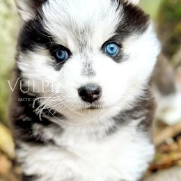 “Starlet” - VP Black Magic Unreachable Star - Black and white Pomsky puppy in Homer, Alaska from Vulpini Arctic Spitz