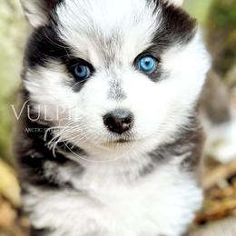 “Starlet” - VP Black Magic Unreachable Star - Black and white Pomsky puppy in Homer, Alaska from Vulpini Arctic Spitz