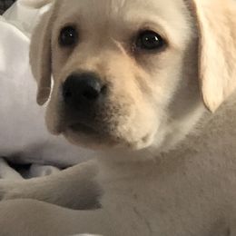 Golden Retriever and Labrador Retriever Puppies from BlueMittn Retievers