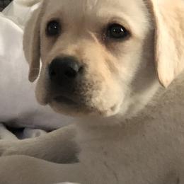 Golden Retriever and Labrador Retriever Puppies from BlueMittn Retievers