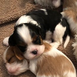 Cavalier King Charles Spaniels from Dulaney Cavaliers