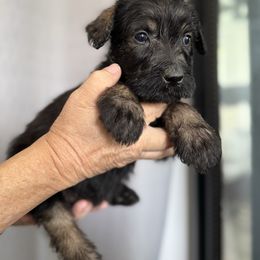 Ember - Pepper and salt female Giant Schnauzer puppy in Goodrich, Texas from Silver Creek Giant Schnauzers