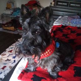 Scottish Terriers from Linda's Scottish Terriers