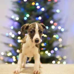 Odette - White and red brindle female Whippet puppy in Atlanta, Georgia from Sinaj
