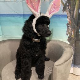 "Purple girl " Poodle Puppies from Abbott Standard Poodles