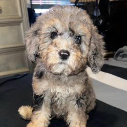 Xara (READ DESC B4 CONTACT) - Merle female Goldendoodle puppy in Philadelphia, Pennsylvania from Jah’s Retrievers
