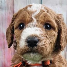 Goldendoodles and Labradoodles from Grace N Faith Doodles