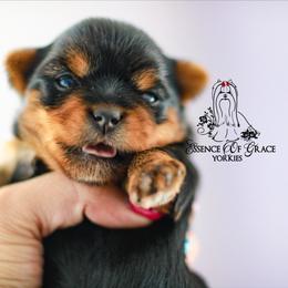 Yorkshire Terrier Puppies from Essence of Grace Yorkies