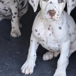 Male 3 - White and black male Dalmatian puppy in Lake Mathews, California from Bully Market