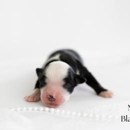 Boy 2 - male Miniature Australian Shepherd puppy in Wooster, Ohio from Kari's Mini Aussies