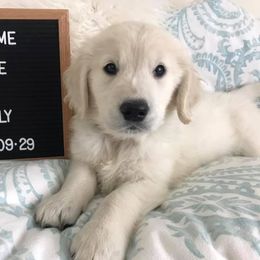Golden Retriever and Labrador Retriever Puppies from Bear Pond Retrievers