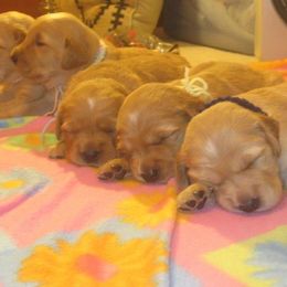 Golden Retriever Puppies from Lori Copsey's Golden Retrievers
