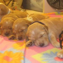Golden Retriever Puppies from Lori Copsey's Golden Retrievers