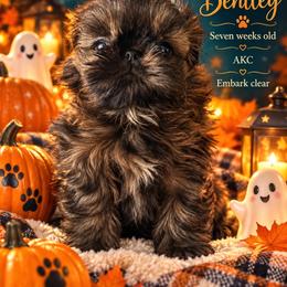 Bentley - Brindle male Shih Tzu puppy in Dallas, Texas from Almost Heaven Shih Tzu