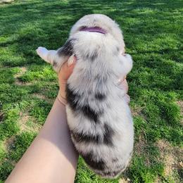 Australian Shepherd Puppies from SMartAuss Farm Australian Shepherds