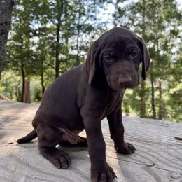 German Shorthaired Pointer Puppies from Kahaka Kennels