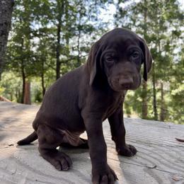 German Shorthaired Pointer Puppies from Kahaka Kennels