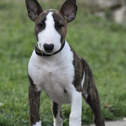 TAYLOR - Brindle and white female Bull Terrier puppy in Cincinnati, Ohio from HP BULL’S