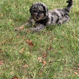 Bernedoodle Puppies from Kentucky Bernedoodles