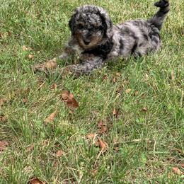 Bernedoodle Puppies from Kentucky Bernedoodles