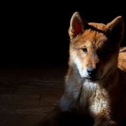 Kishu Ken and Shikoku Puppies from Akiyama no Roushya