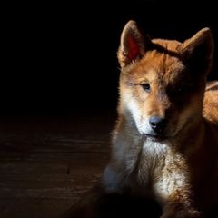 Kishu Ken and Shikoku Puppies from Akiyama no Roushya