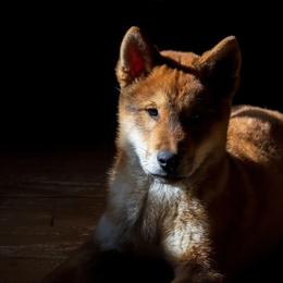 Kishu Ken and Shikoku Puppies from Akiyama no Roushya