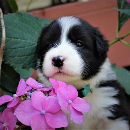 Border Collie Puppies from Team Reeves Ranch