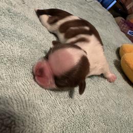 Shih Tzu Puppies from Wood Foo Breeders