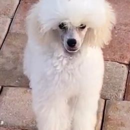 Poodles from Joie De Vive Toy Poodles