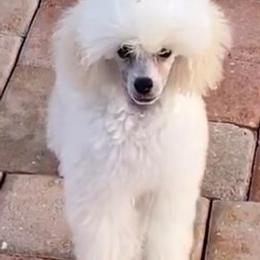 Poodles from Joie De Vive Toy Poodles