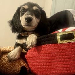 Tillie - Black and cream female Dachshund puppy in Bradenton, Florida from Leah’s Suncoast Doxies