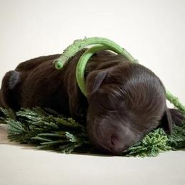 Boy 3 - Liver male Boykin Spaniel puppy in Capron, Virginia from Triple Creek Kennel