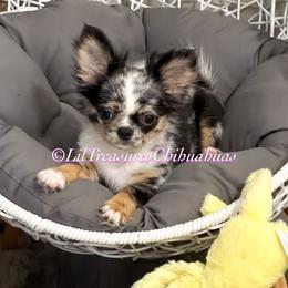 Twilight Sparkle - Merle female Chihuahua puppy in Anderson, South Carolina from Lil Treasures Chihuahuas