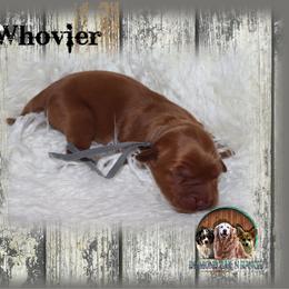 Whovier 2 Who - Dark golden female Golden Retriever puppy in Anson, Texas from Diamond Bar N Ranch