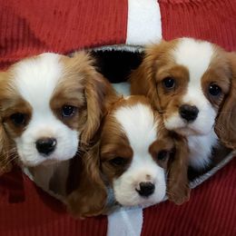 Cavalier King Charles Spaniels, Companion Crosses, and Maltese from Nelson Cavaliers