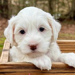Ruby (Pink Collar) - Apricot female Australian Labradoodle puppy in Mount Gilead, North Carolina from Tillery Labradoodles