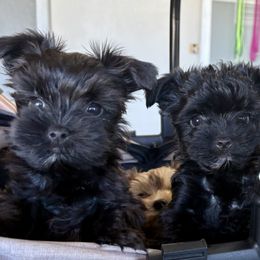 Timmy - Black and gold male Yorkshire Terrier puppy in Bunnell, Florida from Royal Biewer and Royal Aussies