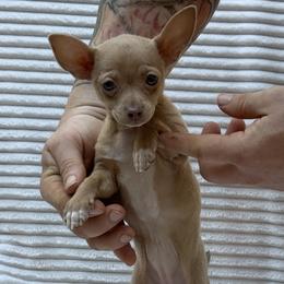 Artemis - Chocolate blue female Chihuahua puppy in East Camden, Arkansas from RoyAl