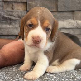 AKC red female - Brown white and tan female Beagle puppy in Shelley, Idaho from Idaho Beagles