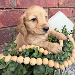 Macy - Cream female Dachshund puppy in Keota, Oklahoma from Skyview Doxie Ranch