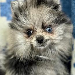 Blue eyed girl - Blue merle female Pomeranian puppy in Silver Springs, New York from Humehill