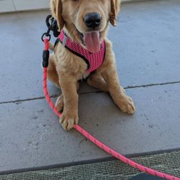 Golden Retriever Puppies from Home Sweet Goldens