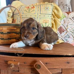 Noa - Piebald male Dachshund puppy in Cabool, Missouri from Hidden Valley Farms