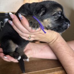 Ilena - Black and tan female German Shepherd puppy in Florida from Best Shepherds