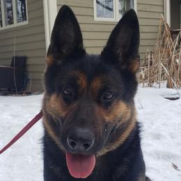 Nalla - German Shepherd